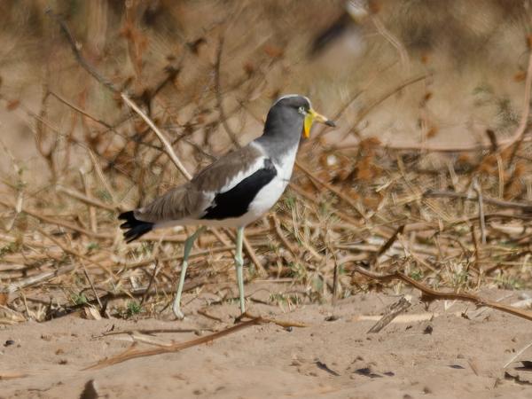 <h3>Vanellus albiceps / White‑crowned lapwing / Witkruinkievit</h3>OM-1 Mark II with OLYMPUS M.300mm F4.0, 1/2000 sec at F4.0, ISO 200, distance 43.2 m
